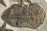 Dalmanitid (Eudolalites) Trilobite With Four Fossil Starfish #212377-2